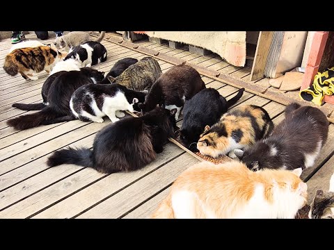 Explore Japan&#039;s Cat Island 😻 Miyagi Tashirojima ASMR